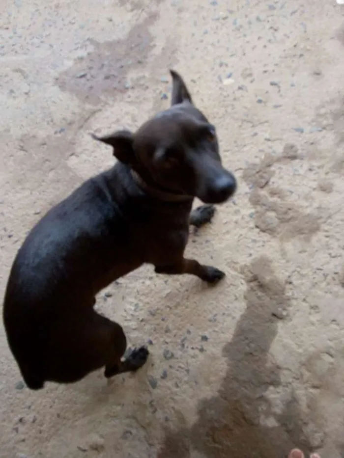 Cachorro ra a Pinscher idade 1 ano nome Foguinho