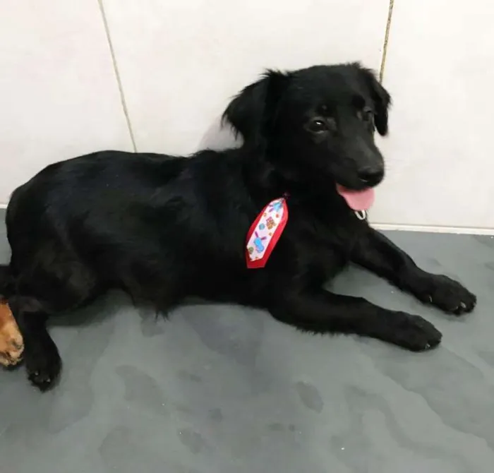 Cachorro ra a SRD idade 7 a 11 meses nome LORD