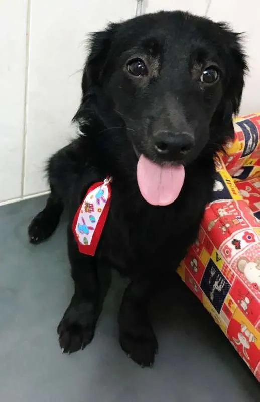 Cachorro ra a SRD idade 7 a 11 meses nome LORD