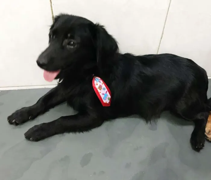 Cachorro ra a SRD idade 7 a 11 meses nome LORD