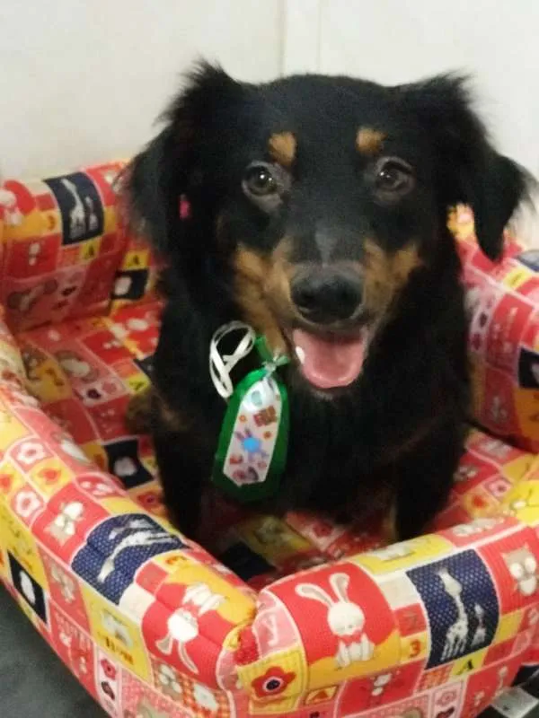 Cachorro ra a srd idade 7 a 11 meses nome ROMEU