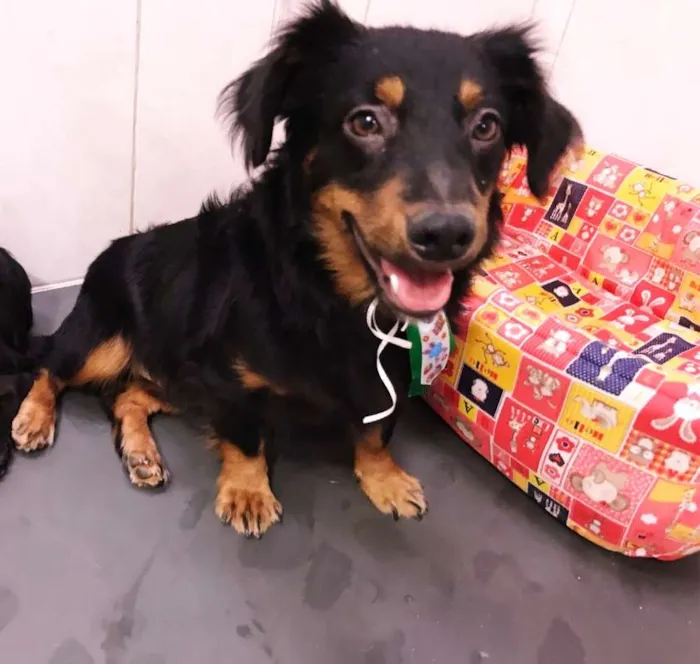 Cachorro ra a srd idade 7 a 11 meses nome ROMEU