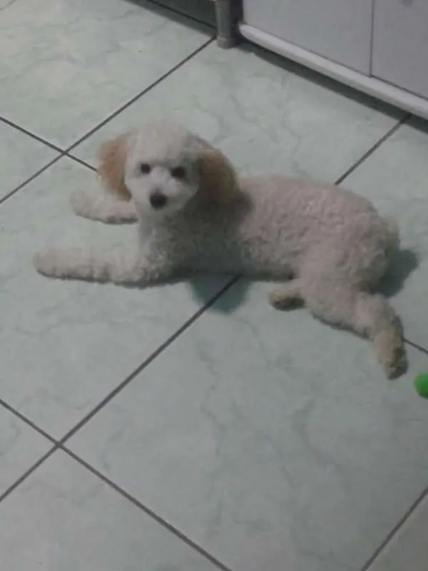 Cachorro raça Poodle idade 3 anos nome Charles