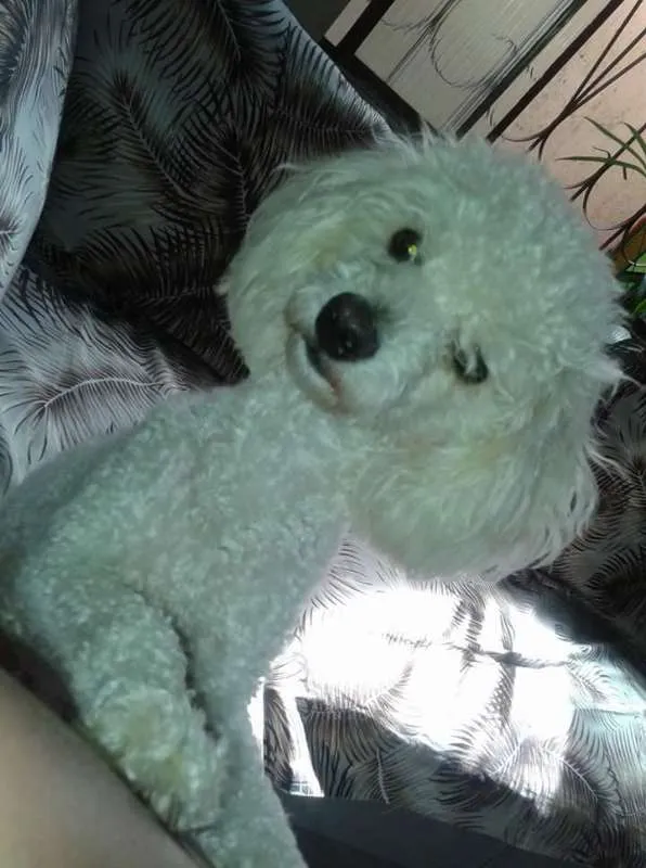 Cachorro raça Poodle idade 3 anos nome Charles