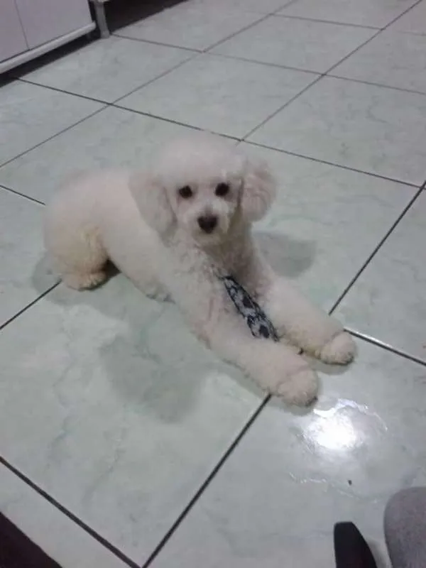 Cachorro raça Poodle idade 3 anos nome Charles
