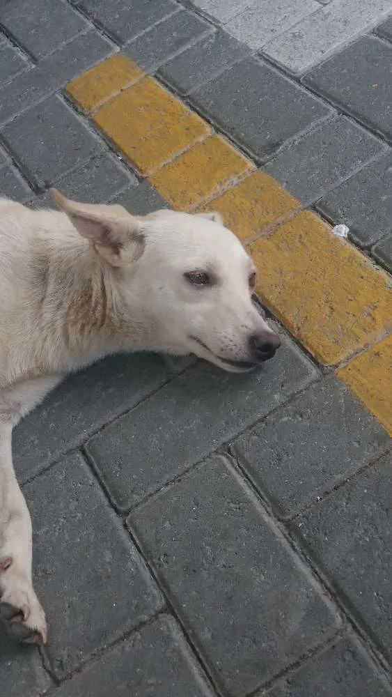 Cachorro ra a Srd idade 1 ano nome Neguinho e Nina