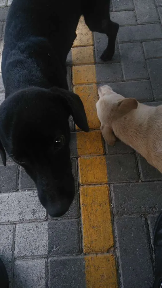 Cachorro ra a Srd idade 1 ano nome Neguinho e Nina