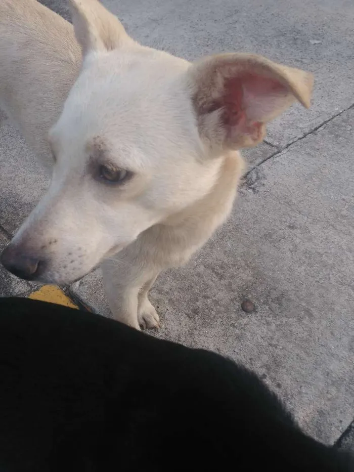 Cachorro ra a Srd idade 1 ano nome Neguinho e Nina