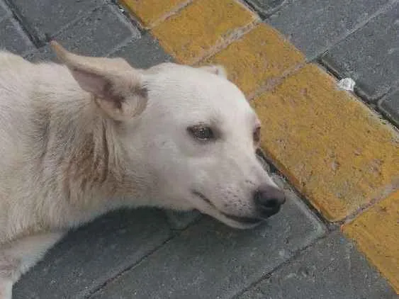 Cachorro ra a Srd idade 1 ano nome Neguinho e Nina