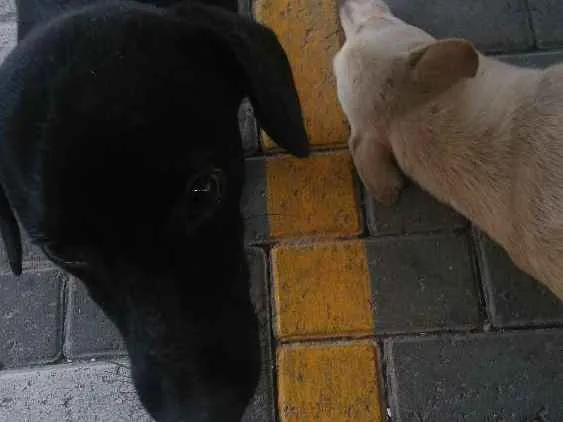 Cachorro ra a Srd idade 1 ano nome Neguinho e Nina