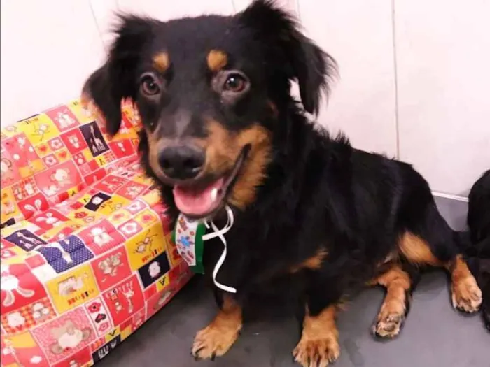 Cachorro ra a srd idade 7 a 11 meses nome ROMEU