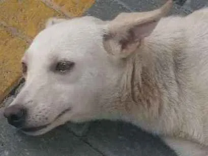 Cachorro ra a Srd idade 1 ano nome Neguinho e Nina