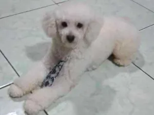 Cachorro raça Poodle idade 3 anos nome Charles
