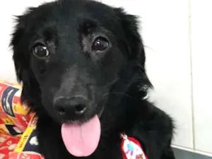 Cachorro raça SRD idade 7 a 11 meses nome LORD