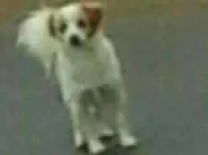 Cachorro raça Balaio idade 1 ano nome Ralf