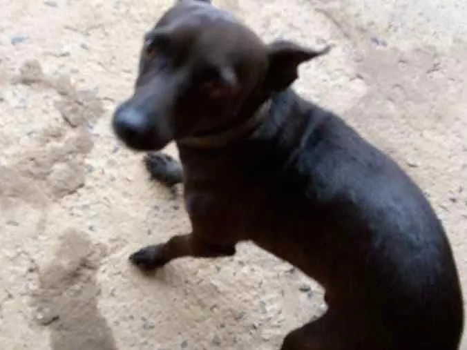 Cachorro ra a Pinscher idade 1 ano nome Foguinho