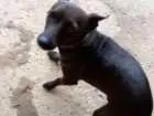 Cachorro raça Pinscher idade 1 ano nome Foguinho