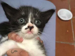 Gato raça SRD idade 2 a 6 meses nome frajolinha urgente