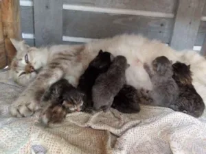Gato raça Siames idade 1 ano nome Nuvem