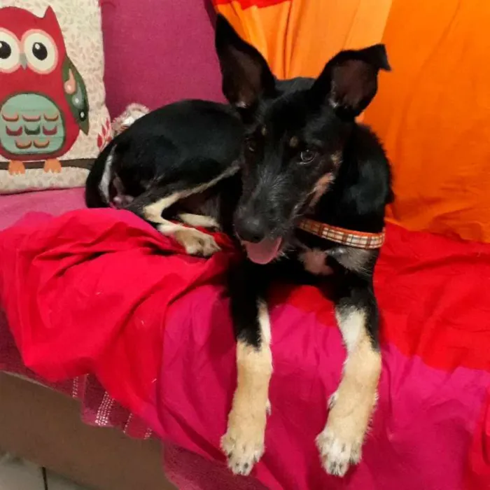 Cachorro ra a SRD idade 7 a 11 meses nome Ensopado