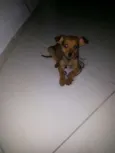 Cachorro raça SDR idade 2 a 6 meses nome Scoobyloo