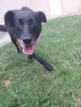 Pretinha