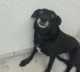 Pretinha