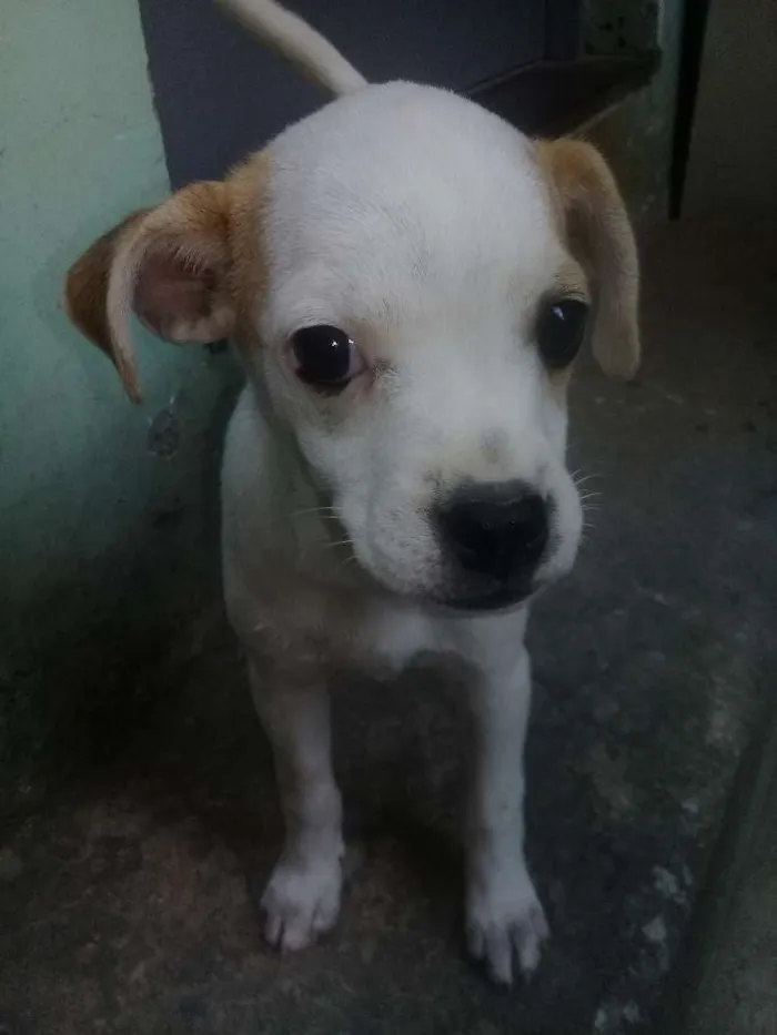 Cachorro raça Vira lata idade 2 a 6 meses nome Julie