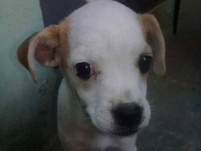 Cachorro raça Vira lata idade 2 a 6 meses nome Julie
