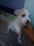 Fanni