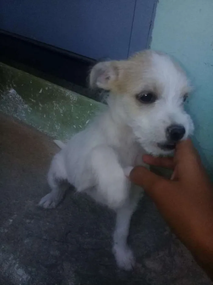 Cachorro raça Vira lata idade 2 a 6 meses nome Fanni
