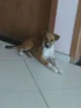 Cachorro raça SRD idade 7 a 11 meses nome Nenem