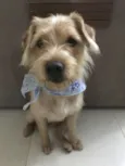 Coelho