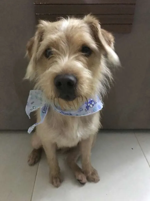 Cachorro ra a Vira Lata idade Abaixo de 2 meses nome Coelho