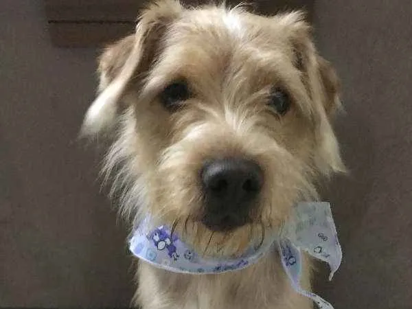 Cachorro ra a Vira Lata idade Abaixo de 2 meses nome Coelho