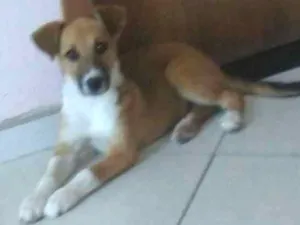 Cachorro raça SRD idade 7 a 11 meses nome Nenem