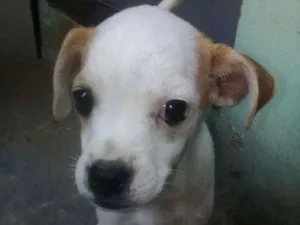 Cachorro raça Vira lata idade 2 a 6 meses nome Julie