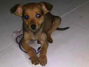Cachorro raça SDR idade 2 a 6 meses nome Scoobyloo