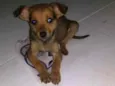 Cachorro raça SDR idade 2 a 6 meses nome Scoobyloo