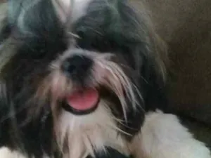 Cachorro raça shitzu idade 7 a 11 meses nome Deco