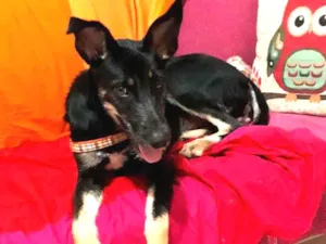Cachorro raça SRD idade 7 a 11 meses nome Ensopado