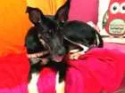 Cachorro raça SRD idade 7 a 11 meses nome Ensopado