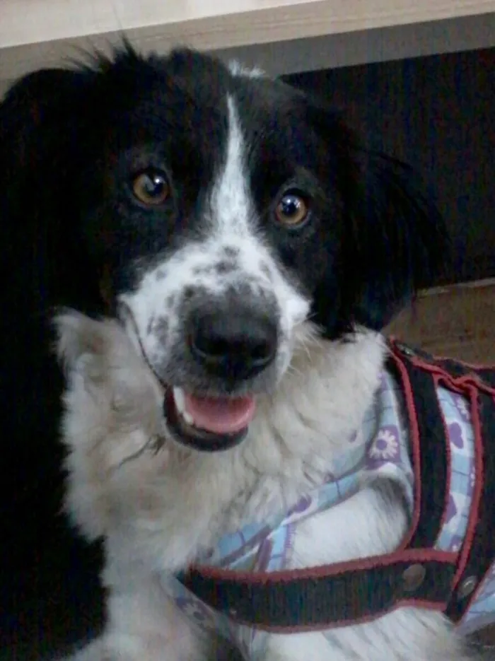 Cachorro ra a Srd idade 1 ano nome Manu