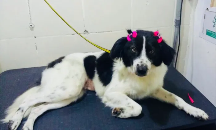 Cachorro ra a Srd idade 1 ano nome Manu