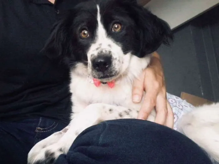 Cachorro ra a Srd idade 1 ano nome Manu