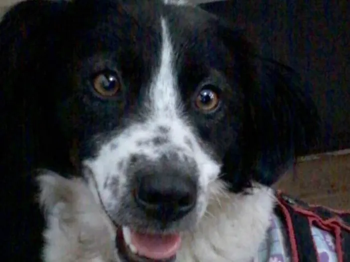Cachorro ra a Srd idade 1 ano nome Manu