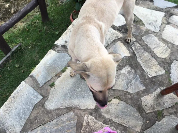 Cachorro ra a Misturada idade 7 a 11 meses nome Sem nome
