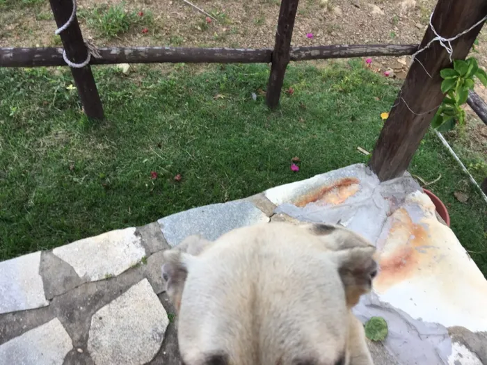 Cachorro ra a Misturada idade 7 a 11 meses nome Sem nome