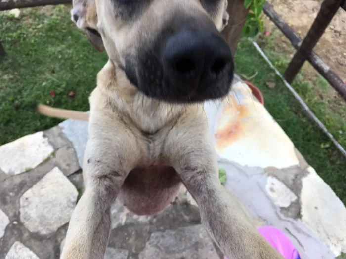 Cachorro ra a Misturada idade 7 a 11 meses nome Sem nome