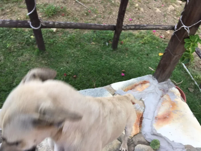Cachorro ra a Misturada idade 7 a 11 meses nome Sem nome